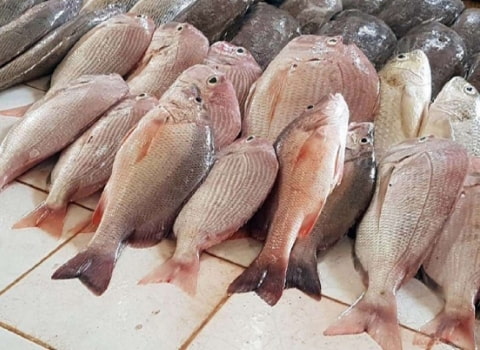 قیمت خرید ماهی سفید رودخانه ای عمده به صرفه و ارزان